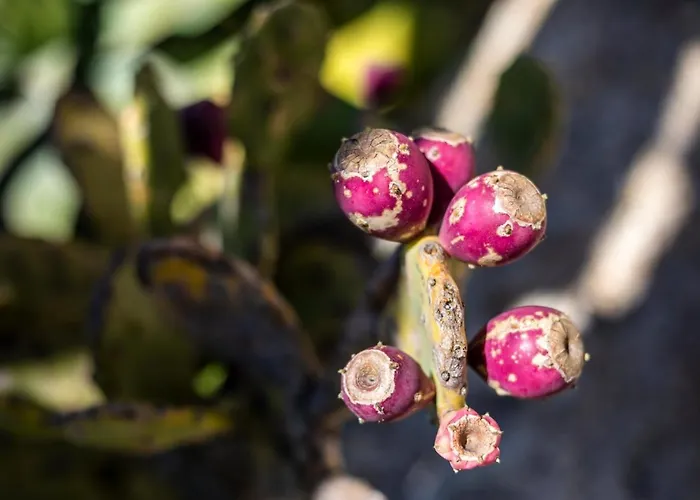 Agave מלון דירות קאפו ואטיצ'אנו