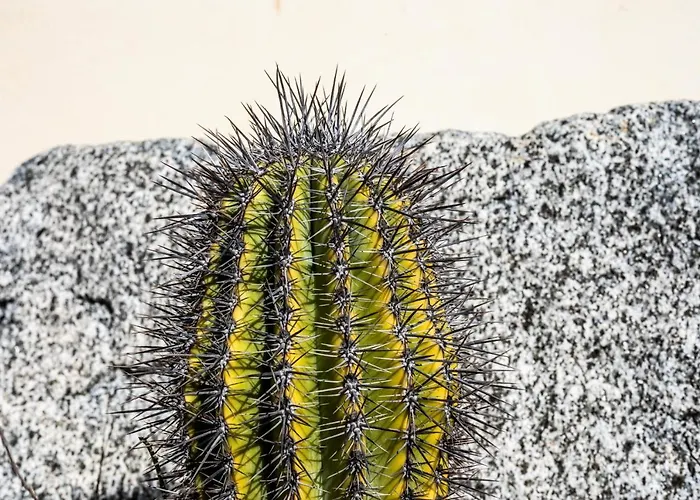 מלון דירות Agave