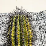 Ξενοδοχείο με διαμερίσματα Agave