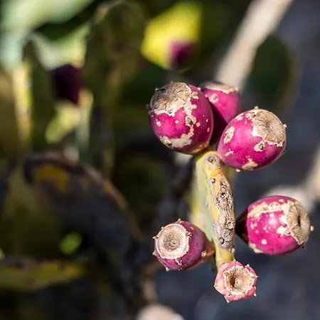 Agave 아파트호텔 카포바티카노